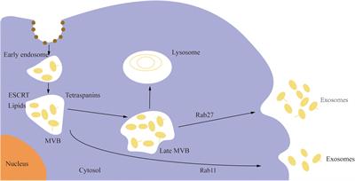 Emerging Potential of Exosomal Non-coding RNA in Parkinson’s Disease: A Review